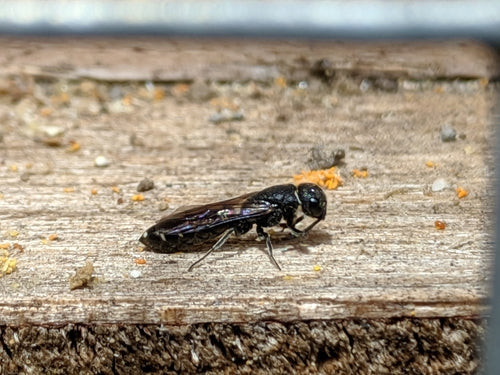Gemeine Keulenwespe — Bild 4