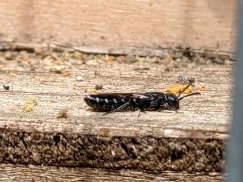 Gemeine Keulenwespe — Bild 5