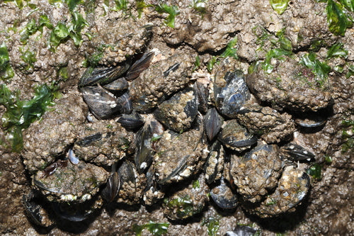 Cozza comune — Bild 3