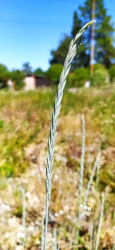 Gramigna comune — Bild 5