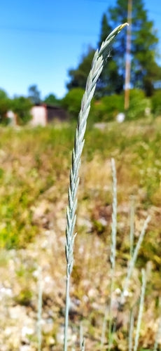 Gramigna comune — Bild 4