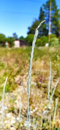 Gramigna comune — Bild 3
