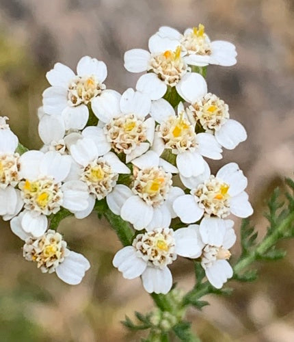 Achillea comune — Bild 5