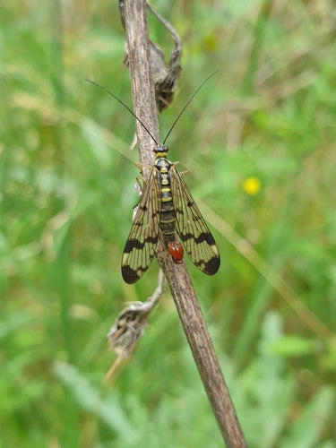 Mosca dello scorpione comune — Bild 5