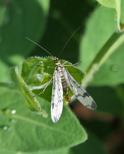 Mosca dello scorpione comune — Bild 2