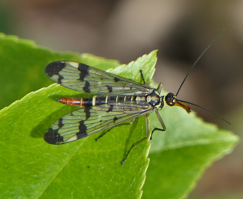 Mosca dello scorpione comune — Bild 4