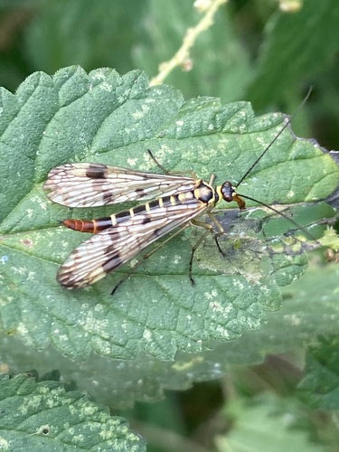 Mosca dello scorpione comune — Bild 3