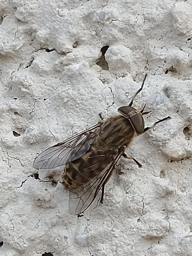 Tafano comune — Bild 2
