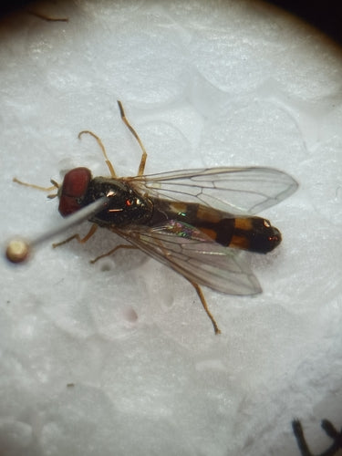 Hoverfly comune dei prati — Bild 5