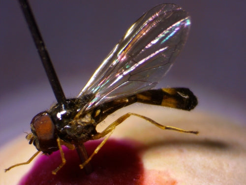 Hoverfly comune dei prati — Bild 4