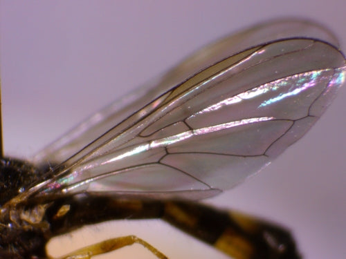 Hoverfly comune dei prati — Bild 2