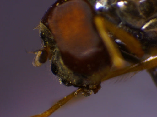 Hoverfly comune dei prati — Bild 3