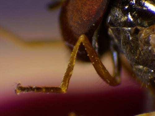 Hoverfly comune dei prati — foto 5 di 12
