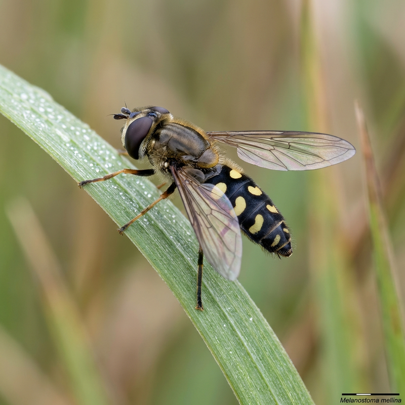 Hoverfly comune dei prati