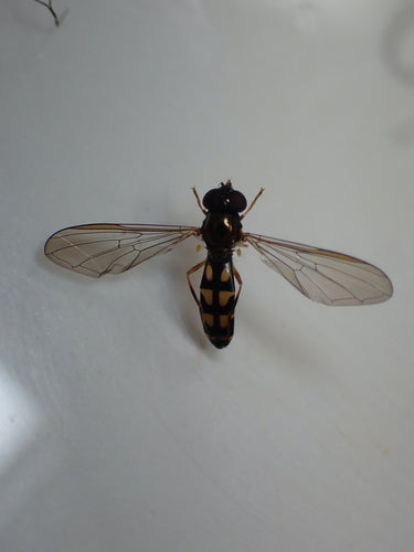 Hoverfly comune dei prati — Bild 3