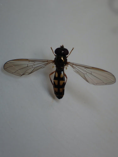 Hoverfly comune dei prati — Bild 4