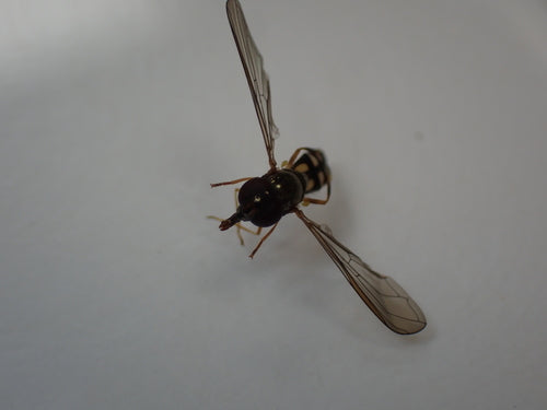 Hoverfly comune dei prati — Bild 5