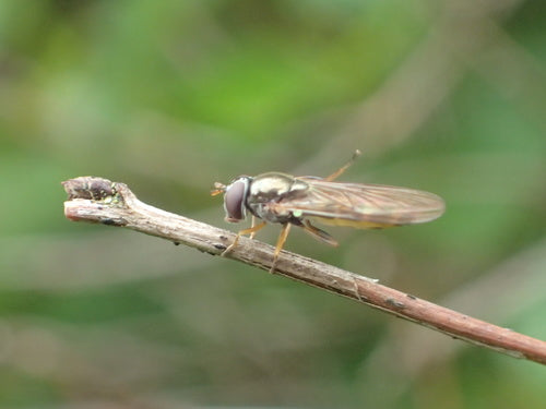 Hoverfly comune dei prati — Bild 2