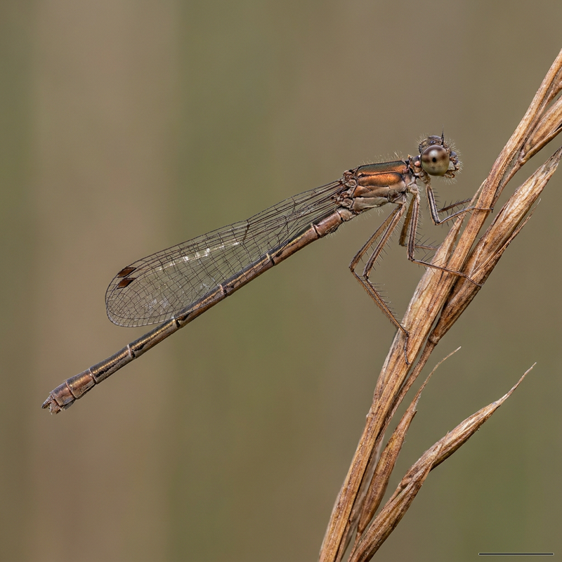 Libellula invernale comune