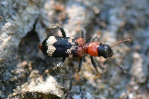 Scarabeo formica comune — Bild 5