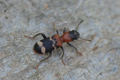 Scarabeo formica comune — Bild 4