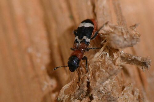 Scarabeo formica comune — Bild 3