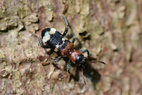 Scarabeo formica comune — Bild 2