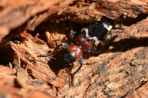 Scarabeo formica comune — Bild 2