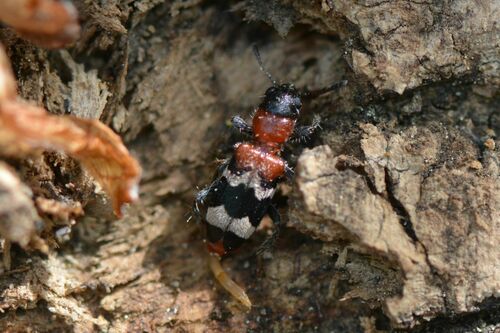 Scarabeo formica comune — Bild 3