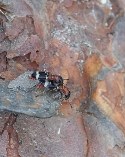 Scarabeo formica comune — Bild 4