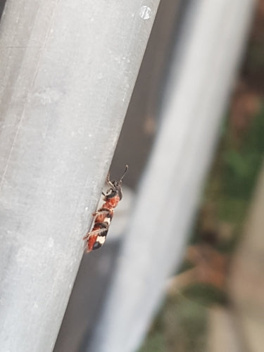 Scarabeo formica comune — Bild 1