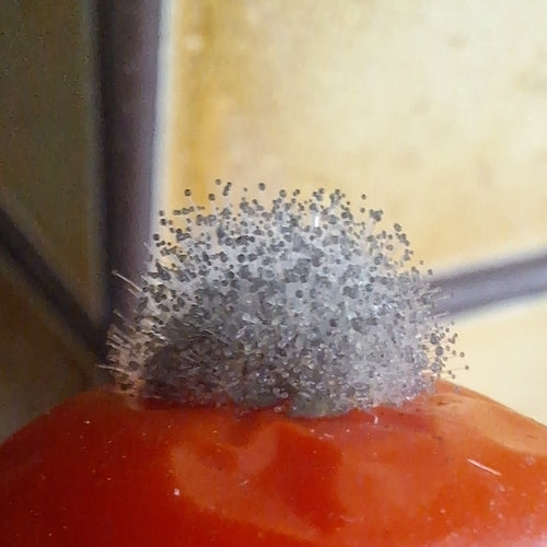 Muffa del pane comune — Bild 4