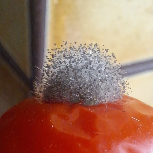 Muffa del pane comune — Bild 3