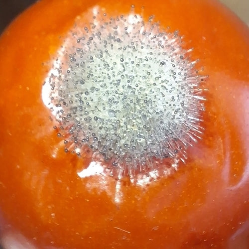 Muffa del pane comune — Bild 1