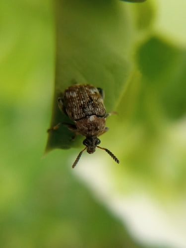 Scarabeo di pisello comune — Bild 3