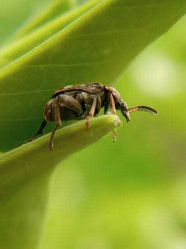 Scarabeo di pisello comune — Bild 2