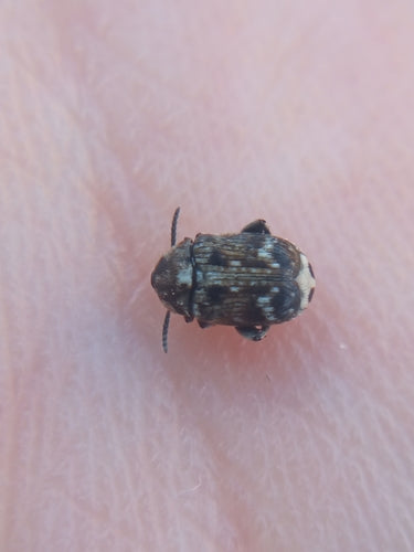 Scarabeo di pisello comune — Bild 1