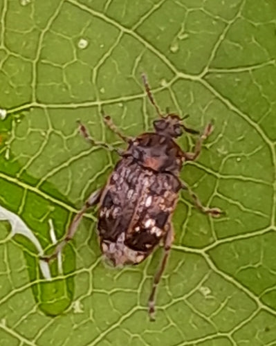 Scarabeo di pisello comune — Bild 5