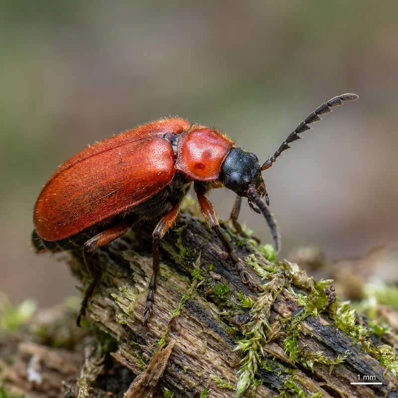 Scarabeo di fuoco comune