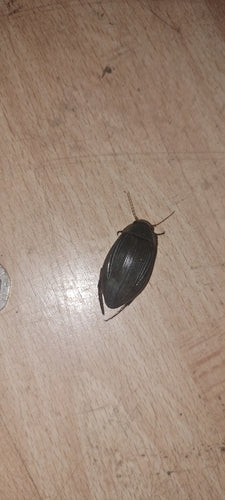 Scarabeo giallo comune — Bild 2