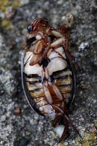 Scarabeo giallo comune — Bild 5