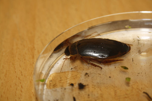 Scarabeo giallo comune — Bild 3