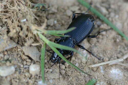 Scarabeo funerario comune — Bild 3