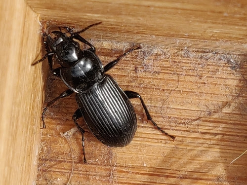 Scarabeo funerario comune — Bild 3