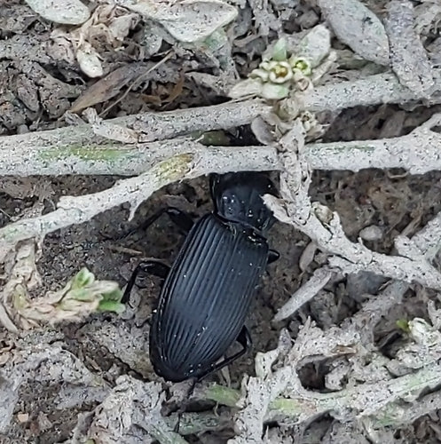 Scarabeo funerario comune — Bild 4