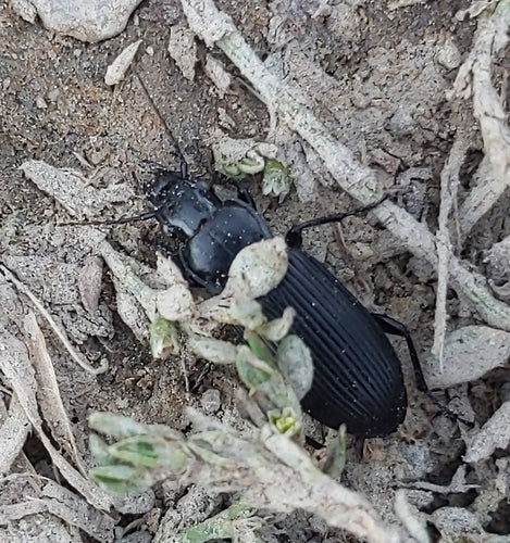 Scarabeo funerario comune — Bild 5