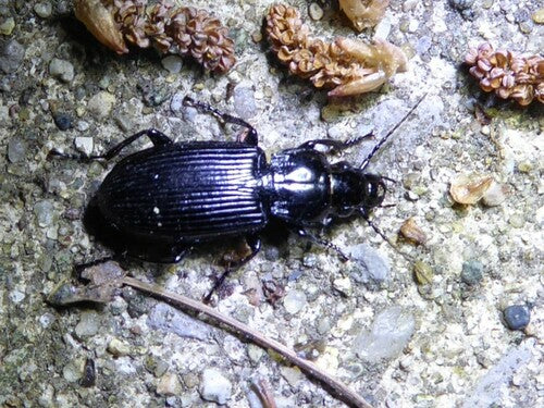 Scarabeo funerario comune — Bild 5