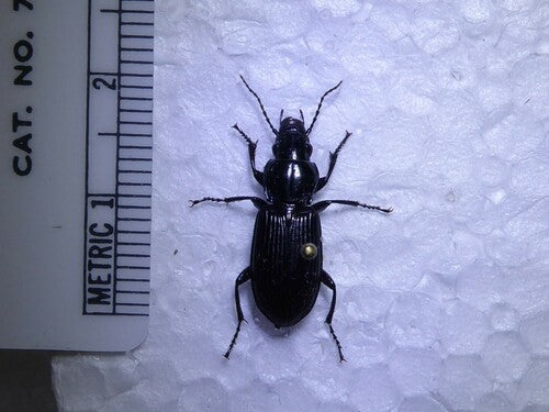 Scarabeo funerario comune — Bild 4