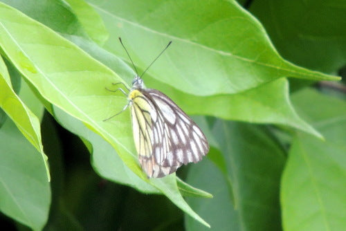 Jezebel comune — foto 2 di 8