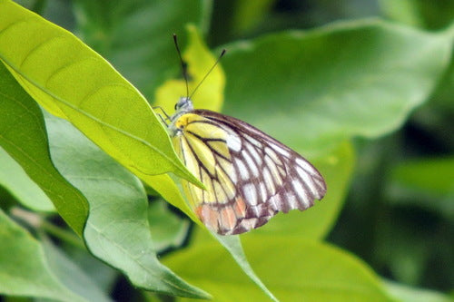 Jezebel comune — foto 3 di 8